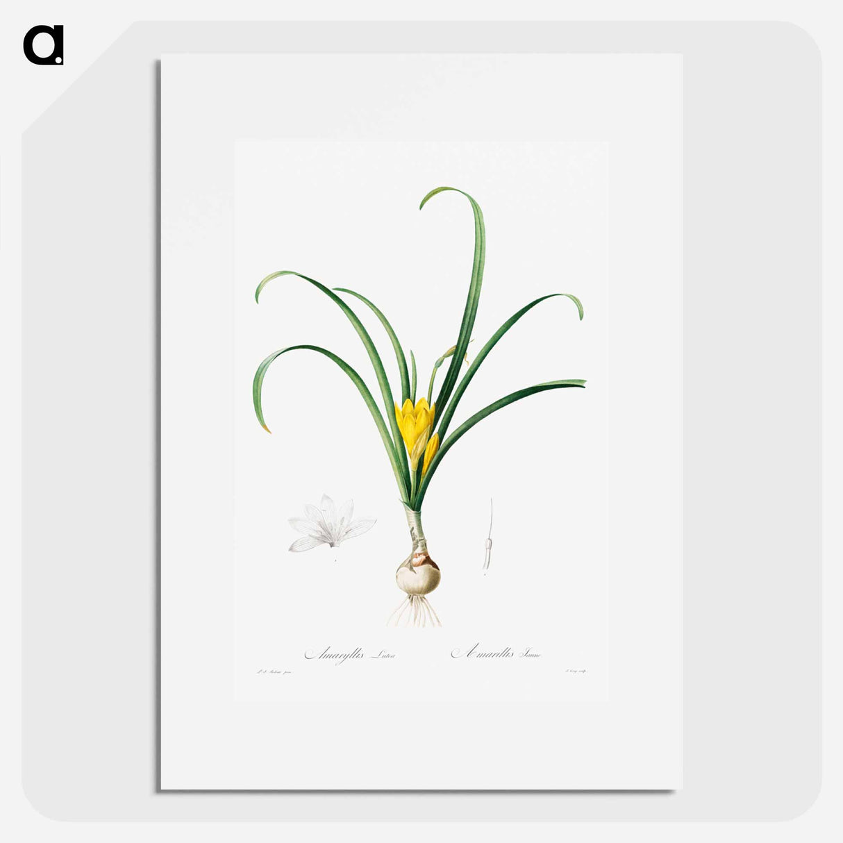 アートポスター-Amaryllis Lutes
- クリーブランド美術館 Poster.