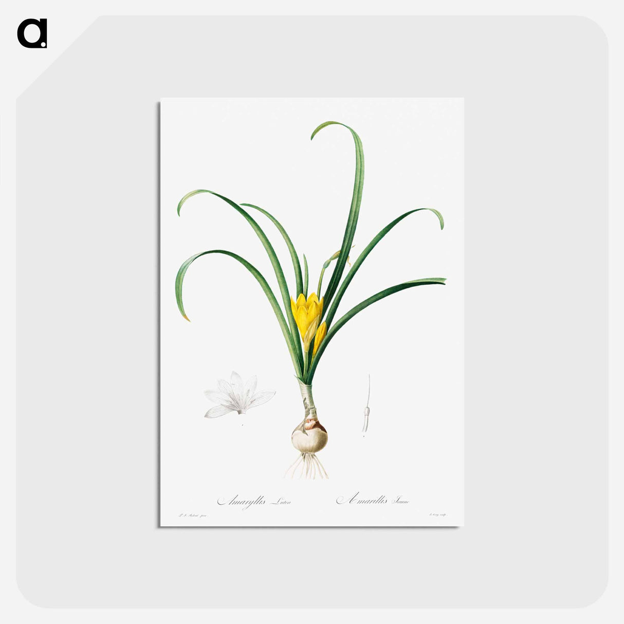 アートポストカード-Amaryllis Lutes
- クリーブランド美術館 Postcard.
