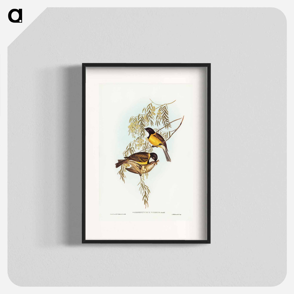 アートポスター-Blue Shining Flycatcher
- ジョン グールド Poster.