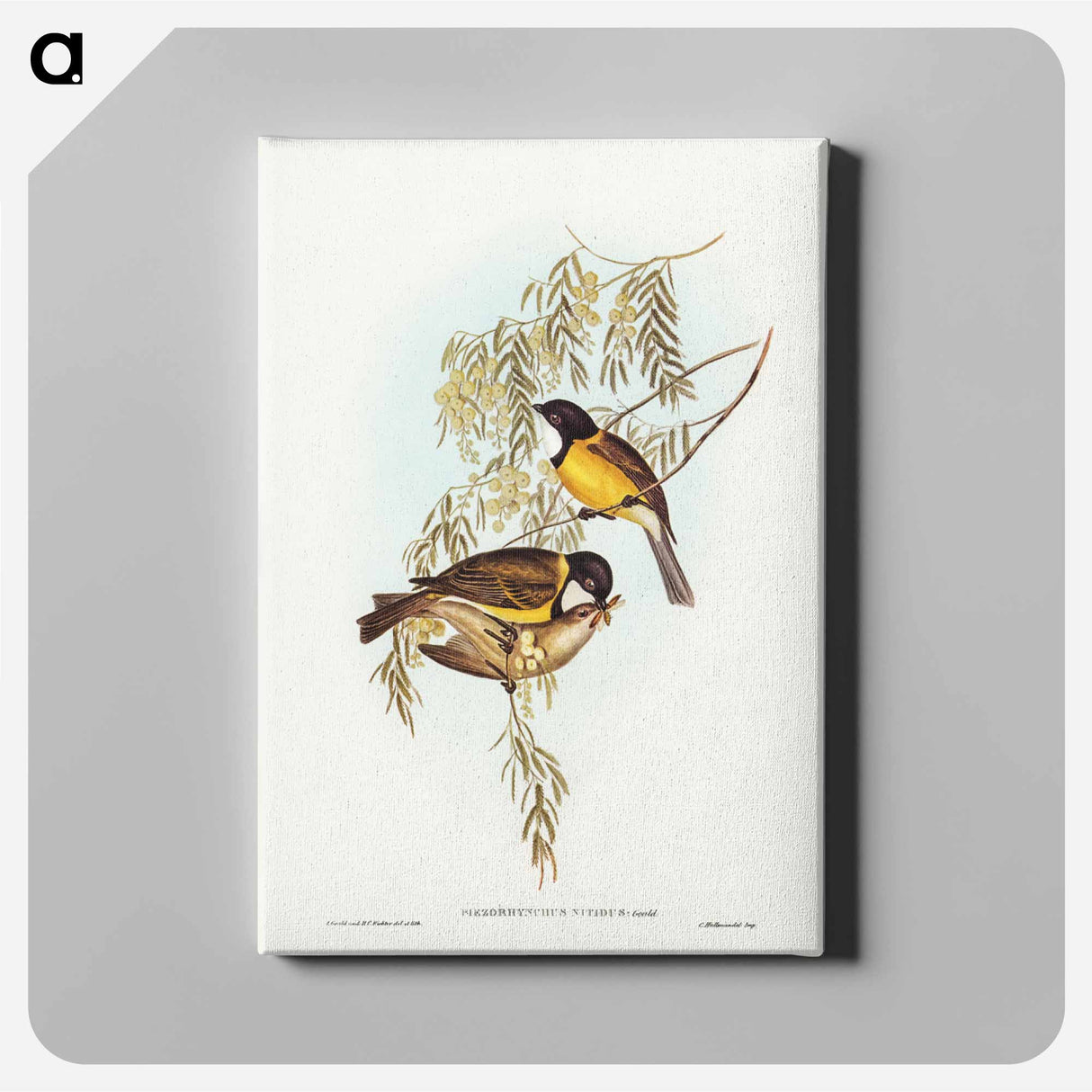 アートパネル-Blue Shining Flycatcher
- ジョン グールド Canvas.