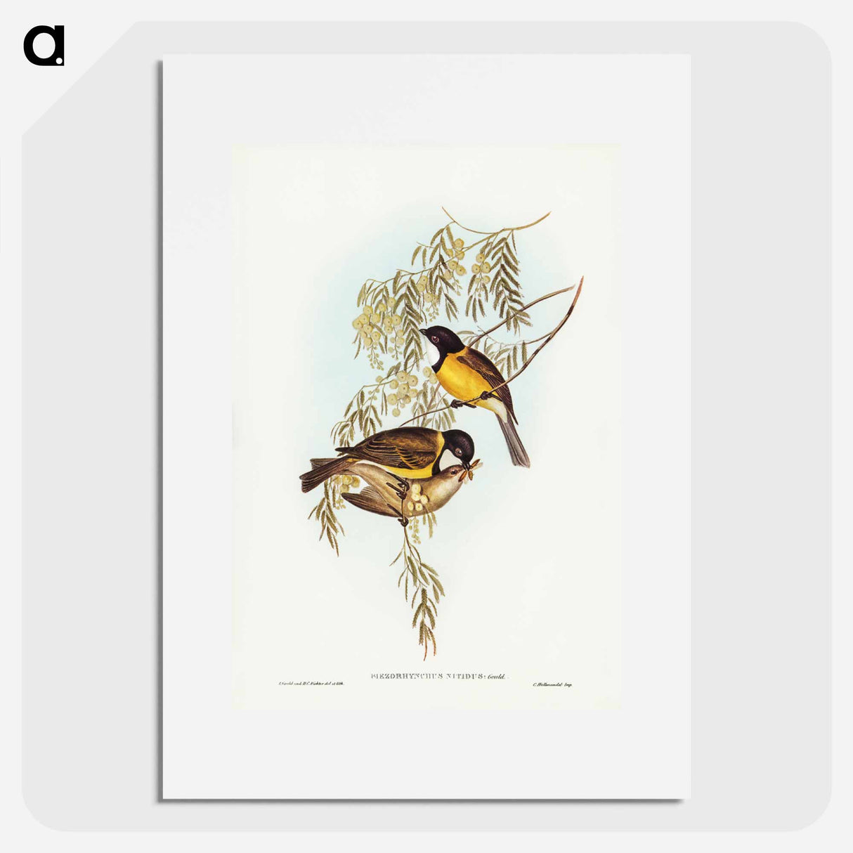 アートポスター-Blue Shining Flycatcher
- ジョン グールド Poster.
