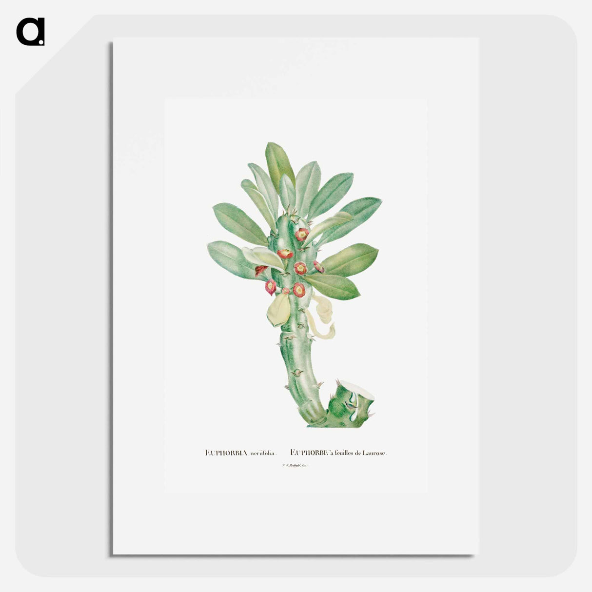 Euphorbia Neriifolia - Pierre Joseph Redouté Poster.