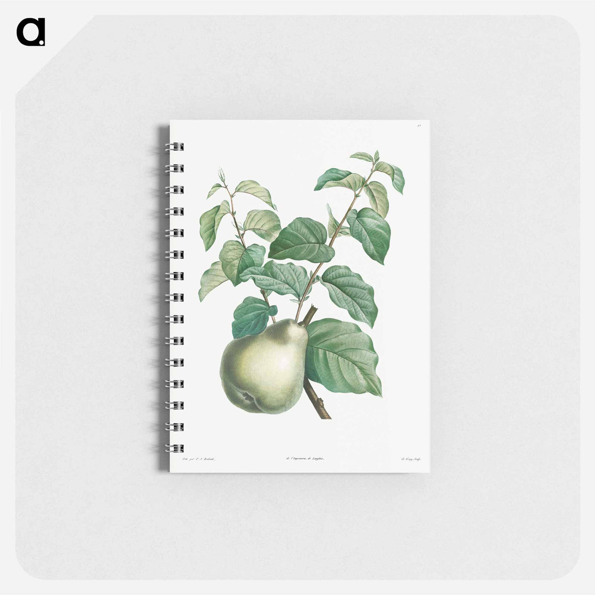 アートメモ帳-Pear fruit - ピエール ジョゼフ ルドゥーテ Memo.