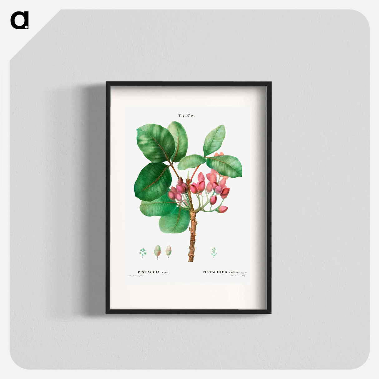Pistachio - Pierre Joseph Redouté Poster.