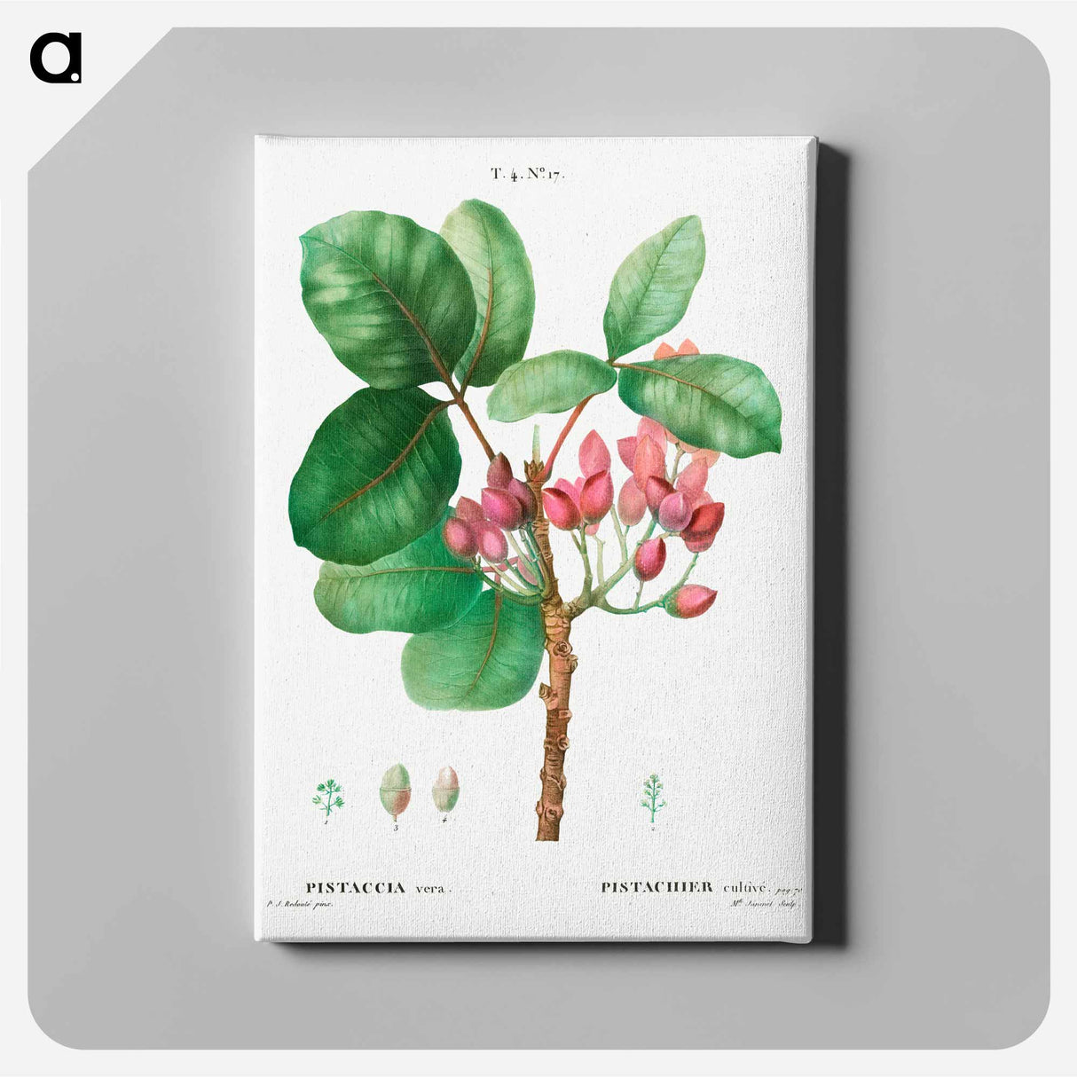 Pistachio - Pierre Joseph Redouté Canvas.
