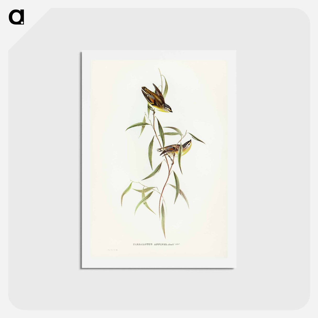 アートポストカード-Allied Pardalote
- ジョン グールド Postcard.