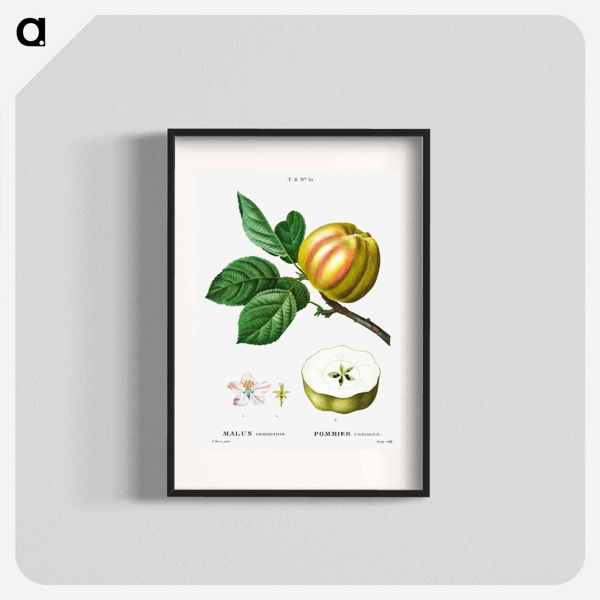 アートポスター-Apple - ピエール ジョゼフ ルドゥーテ Poster.