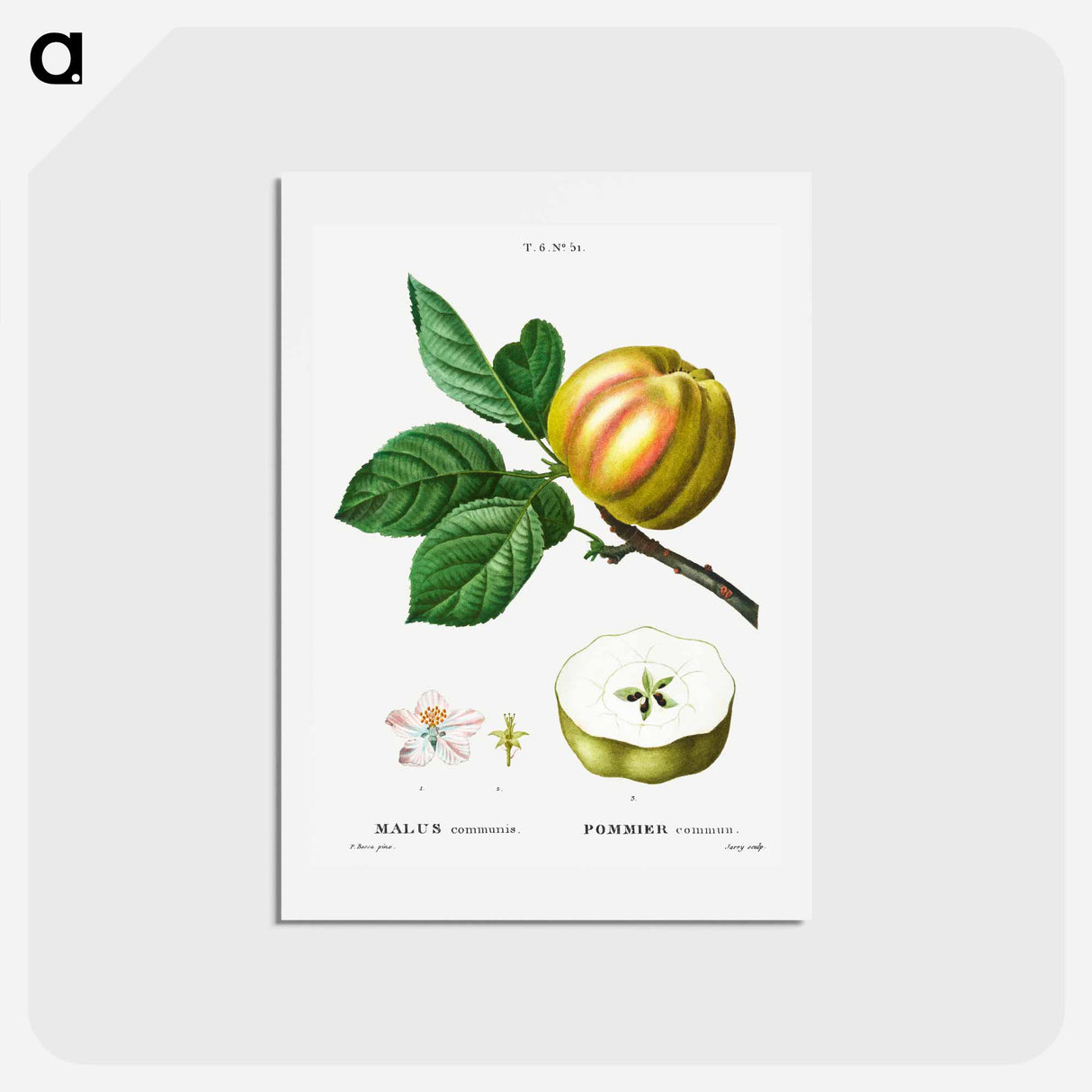 アートポストカード-Apple - ピエール ジョゼフ ルドゥーテ Postcard.