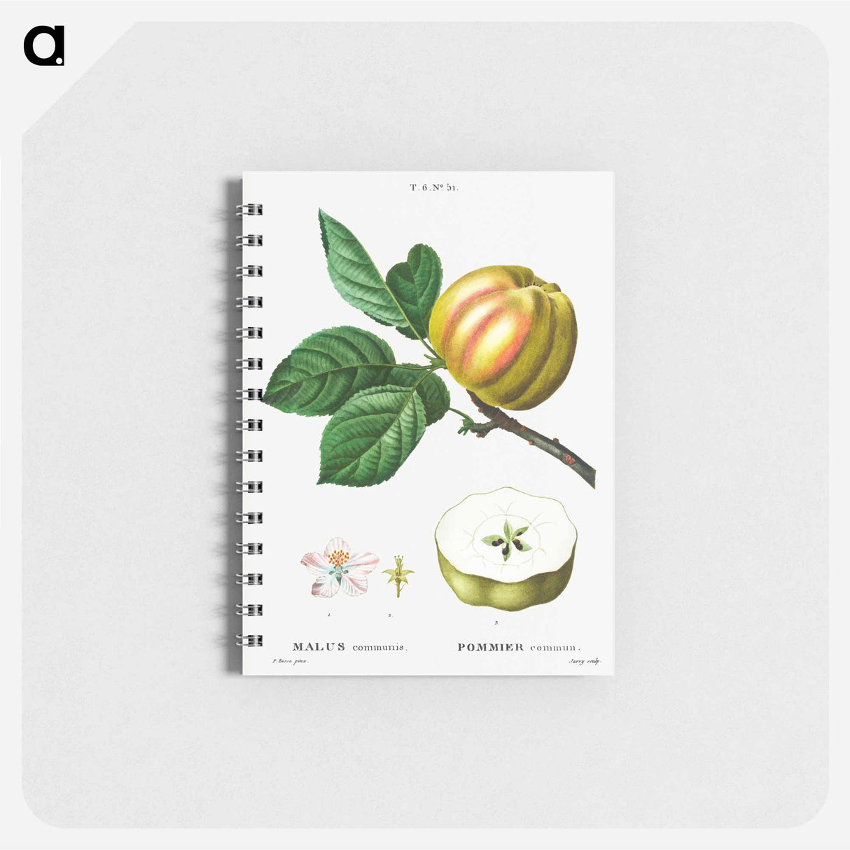 アートメモ帳-Apple - ピエール ジョゼフ ルドゥーテ Memo.