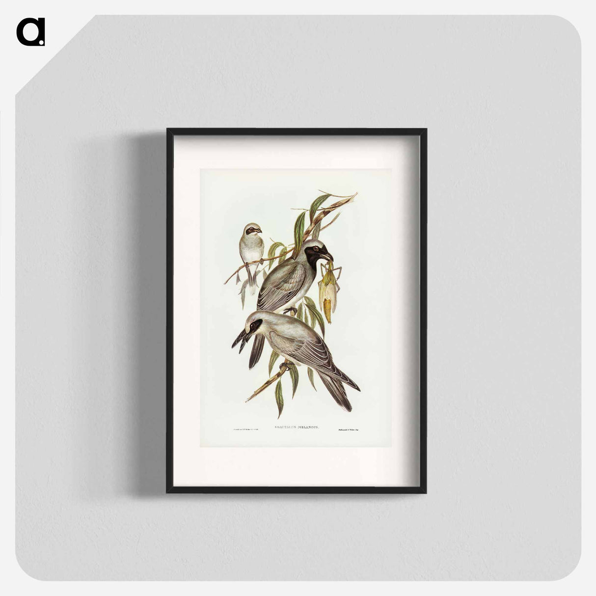 アートポスター-Black-faced Cuckooshrike
- ジョン グールド Poster.