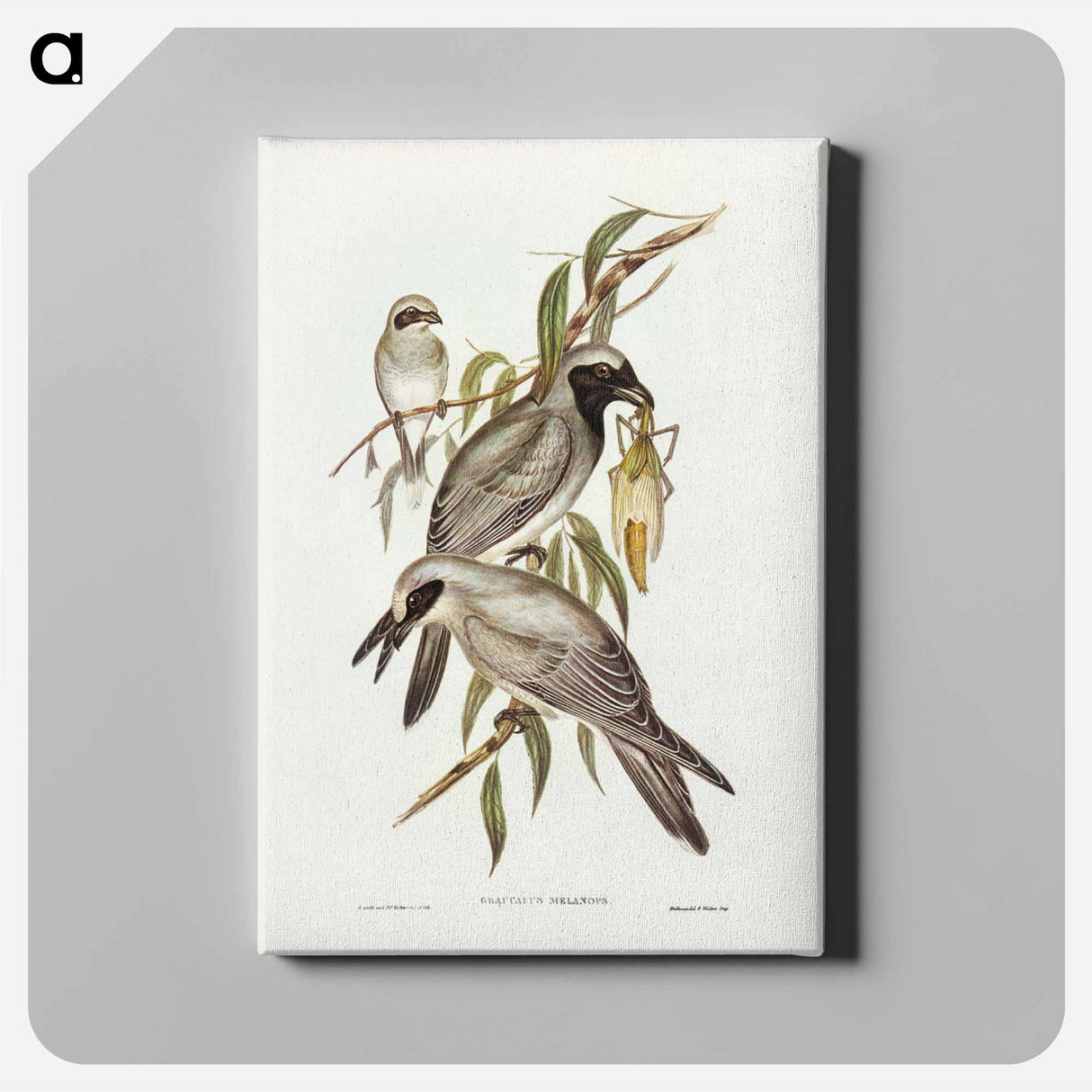 アートパネル-Black-faced Cuckooshrike
- ジョン グールド Canvas.