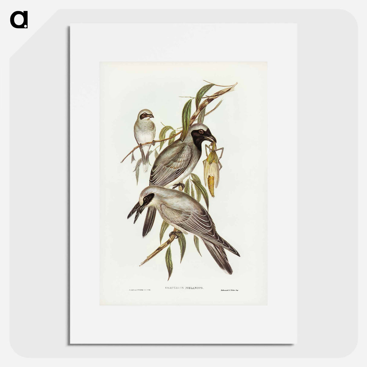 アートポスター-Black-faced Cuckooshrike
- ジョン グールド Poster.