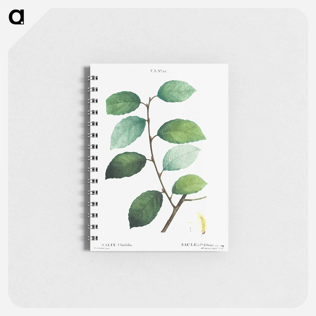 Eared willow - ピエール ジョゼフ ルドゥーテ Memo.