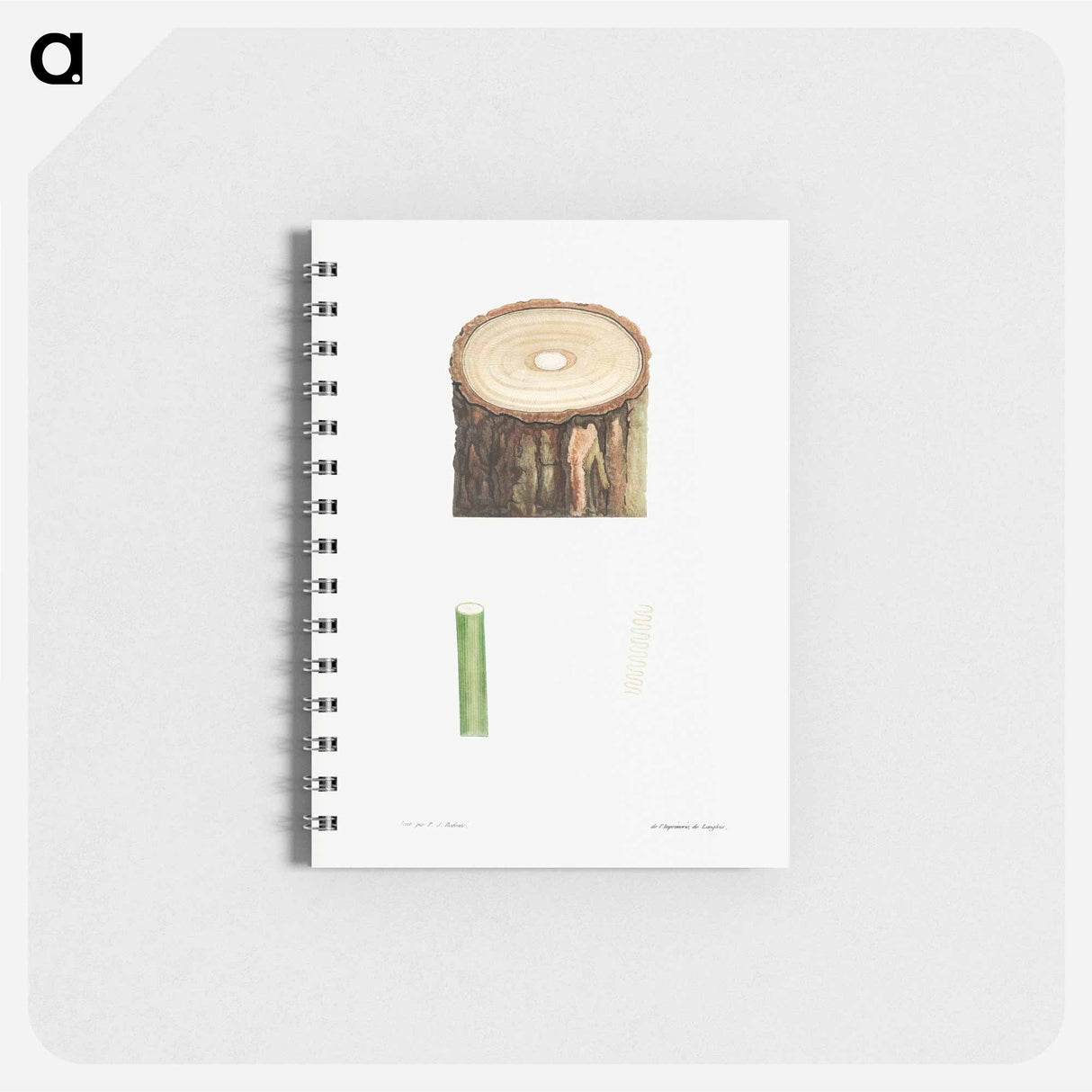 アートメモ帳-Tree stump and plant stem - ピエール ジョゼフ ルドゥーテ Memo.