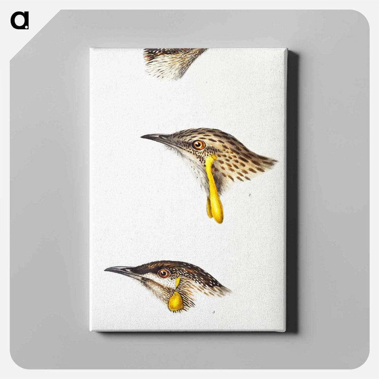 アートパネル-Australian Wattlebirds
- ジョン グールド Canvas.