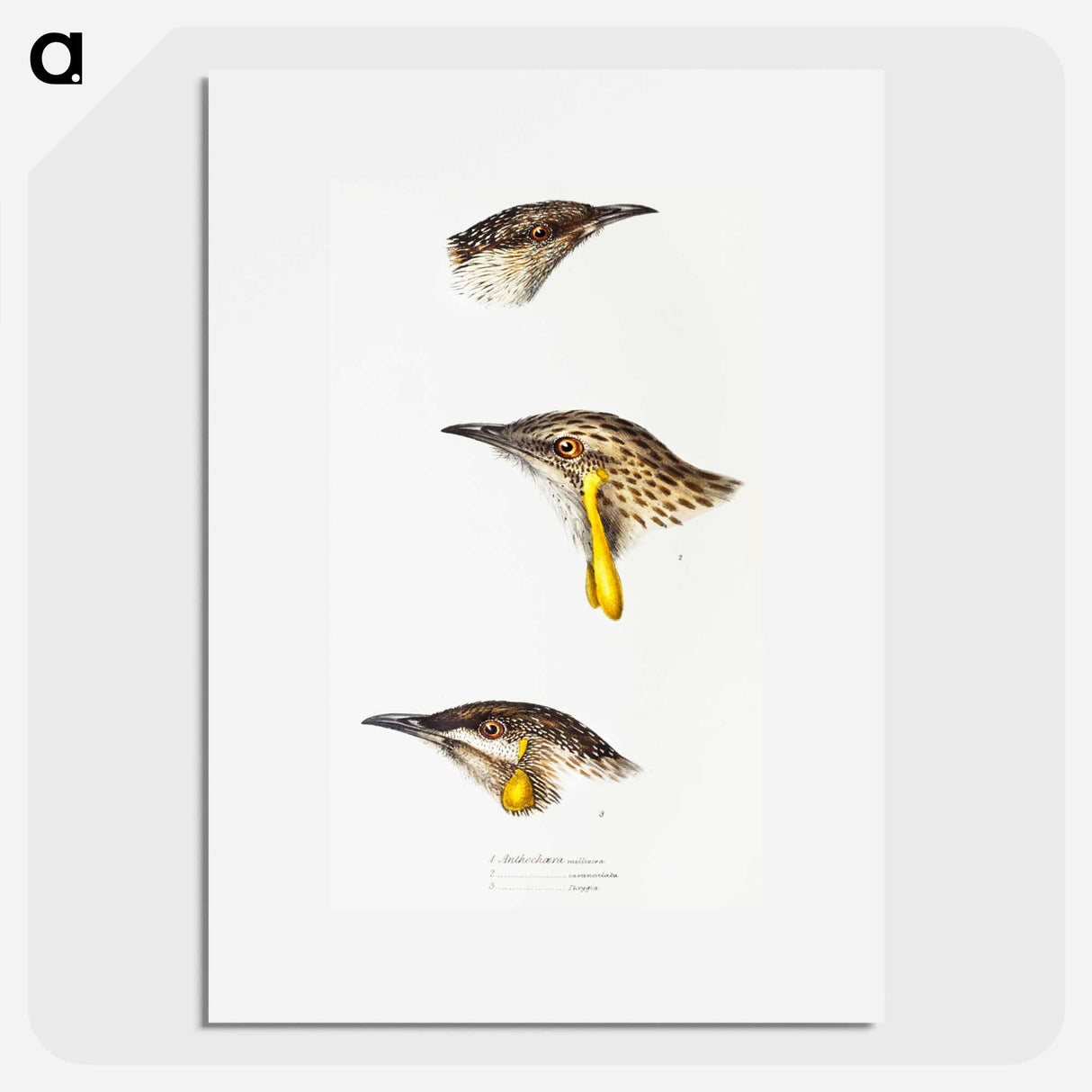 アートポスター-Australian Wattlebirds
- ジョン グールド Poster.