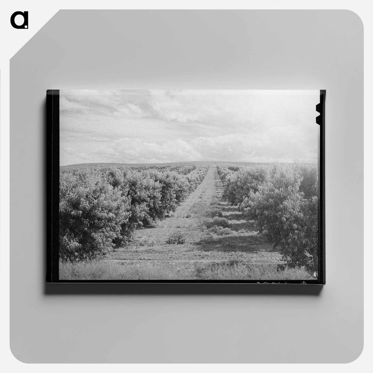 アートパネル-Canyon County Peach Orchard
- ラッセル リー Canvas.