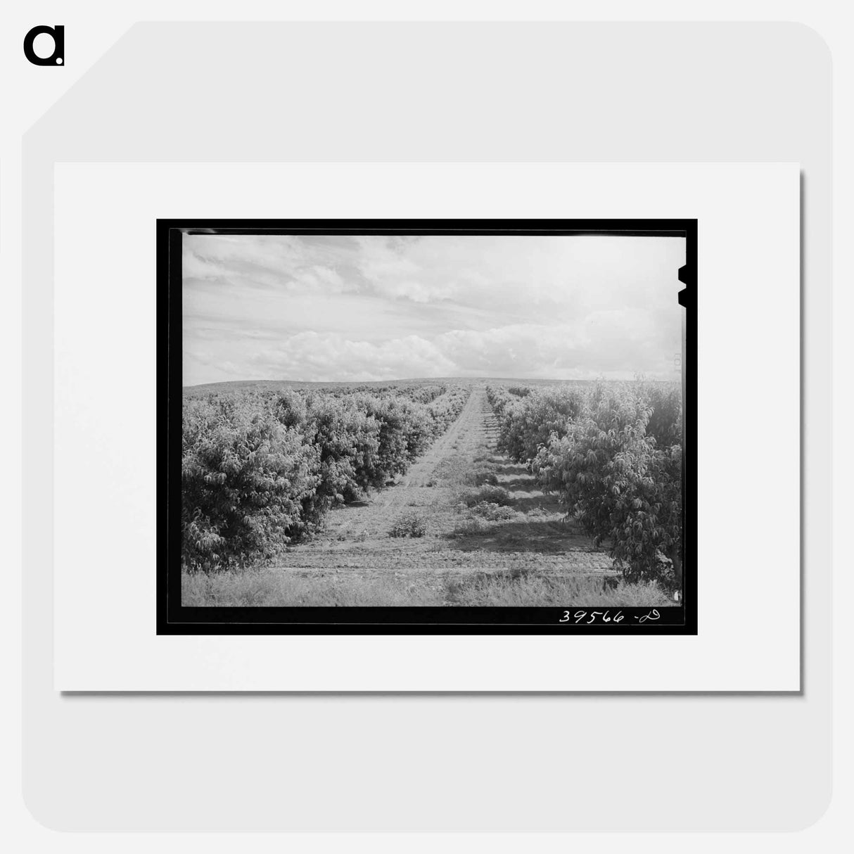 アートポスター-Canyon County Peach Orchard
- ラッセル リー Poster.