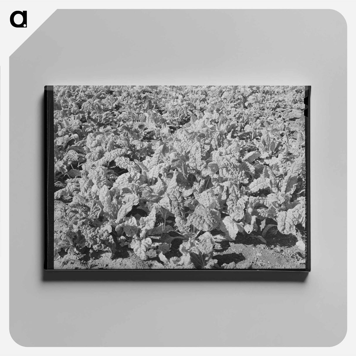 アートパネル-Spinach Field, San Angelo, Texas
- ラッセル リー Canvas.