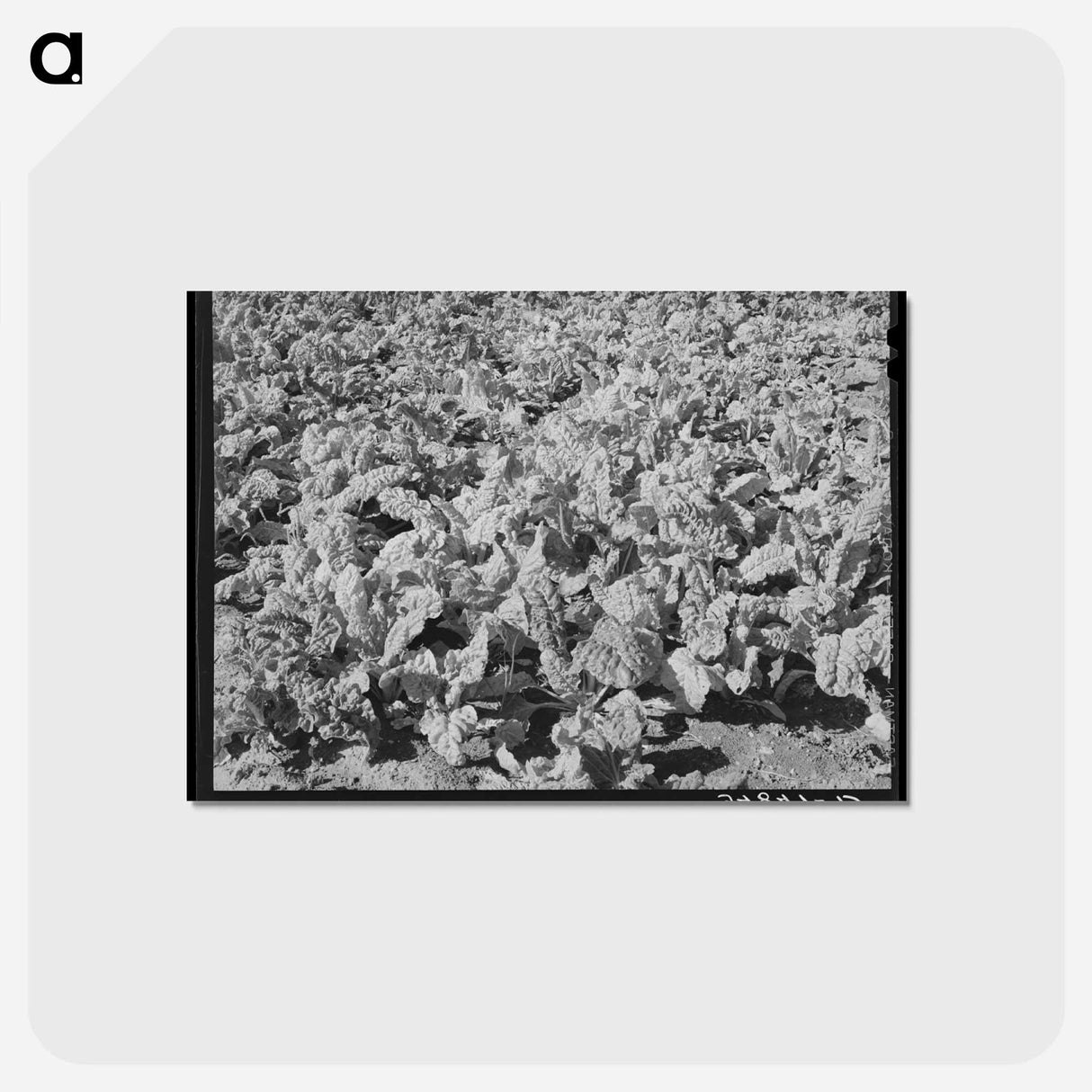 アートポストカード-Spinach Field, San Angelo, Texas
- ラッセル リー Postcard.