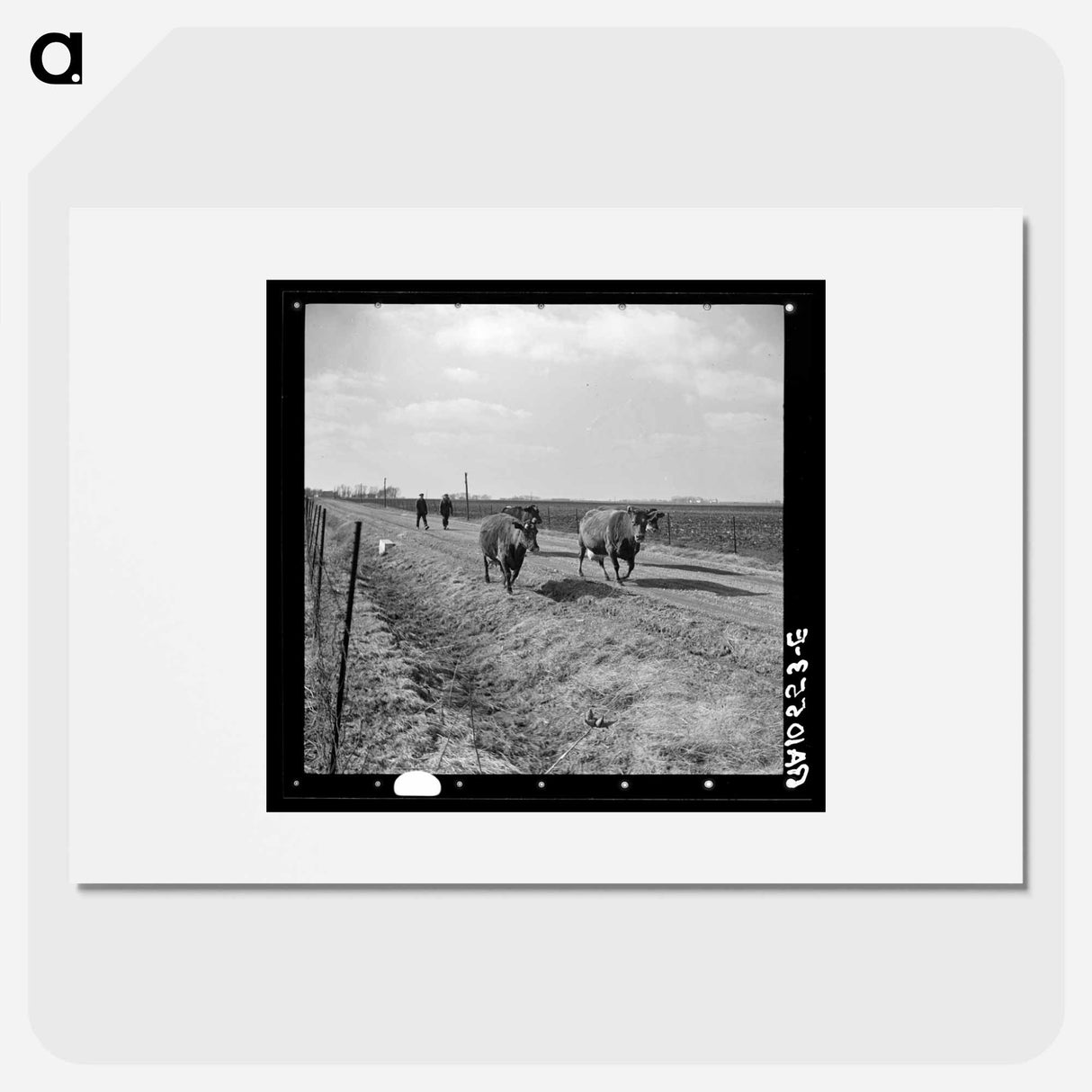 アートポスター-Cattle Drive During Farm Relocation
- ラッセル リー Poster.