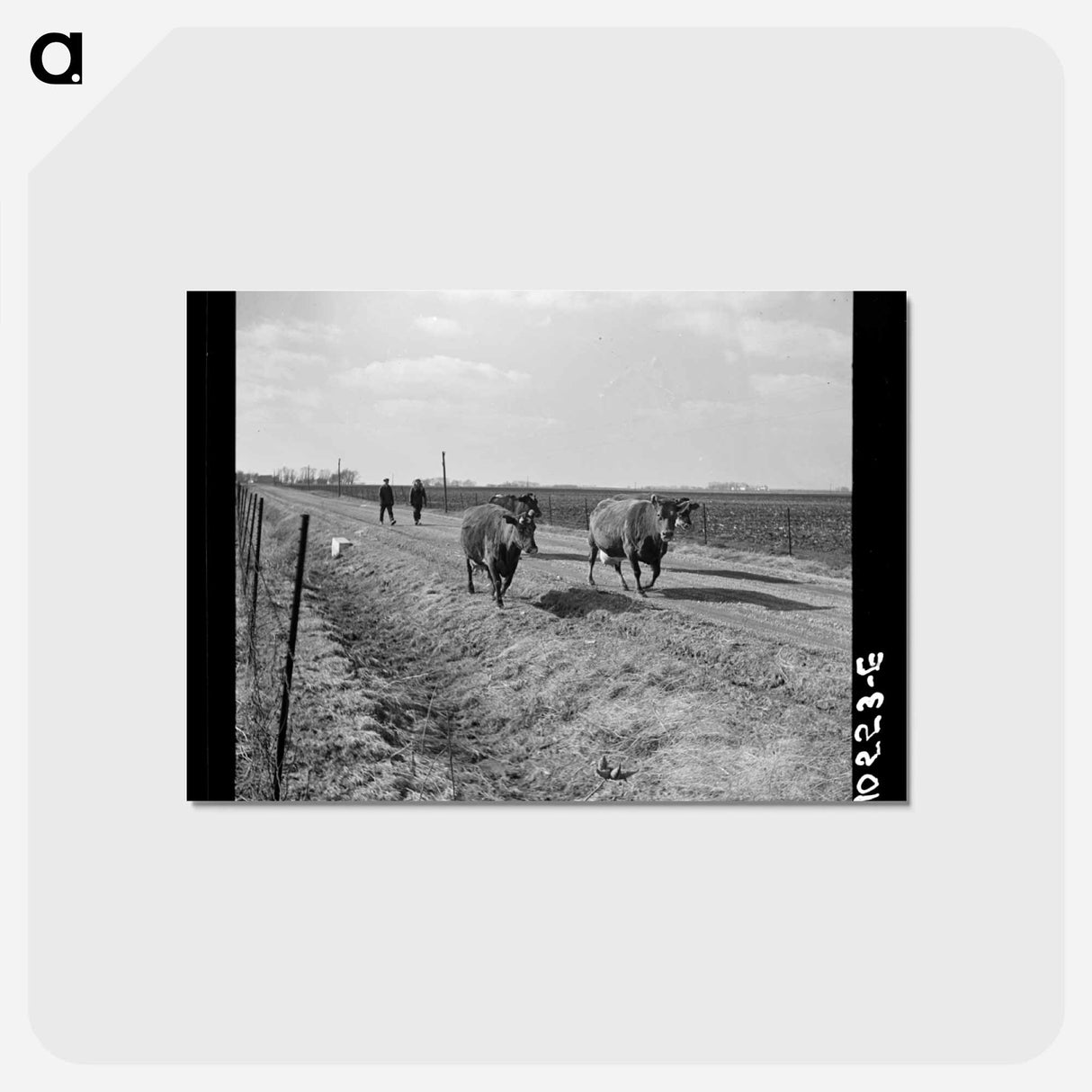 アートポストカード-Cattle Drive During Farm Relocation
- ラッセル リー Postcard.
