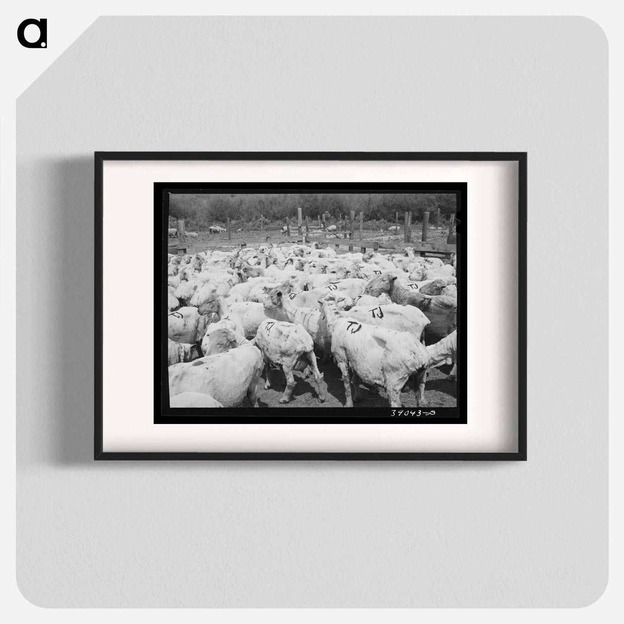 アートポスター-Freshly-shorn Sheep on Ranch
- ラッセル リー Poster.