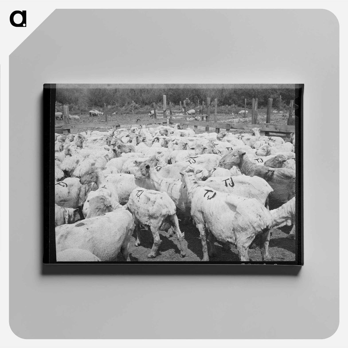 アートパネル-Freshly-shorn Sheep on Ranch
- ラッセル リー Canvas.