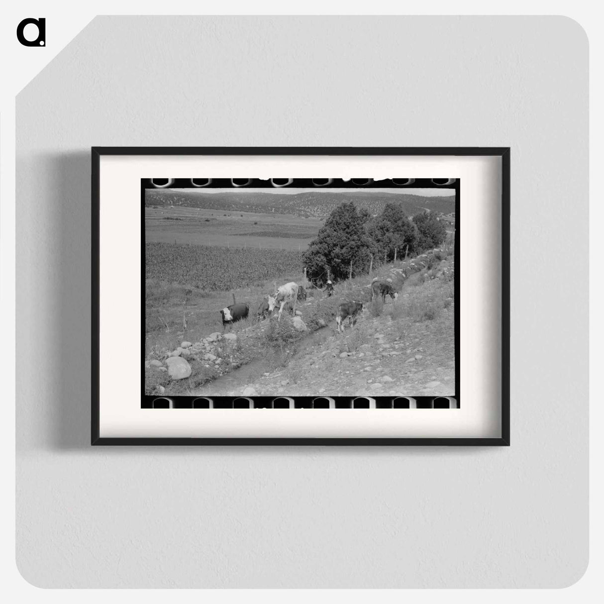 アートポスター-Cows Grazing Along Irrigation Ditch, Penasco, New Mexico
- ラッセル リー Poster.