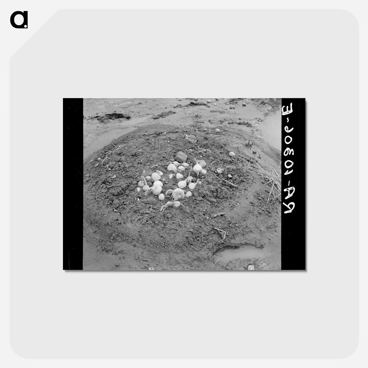 アートポストカード-Uprooted Turnips, Point Township, Posey County, Indiana
- ラッセル リー Postcard.