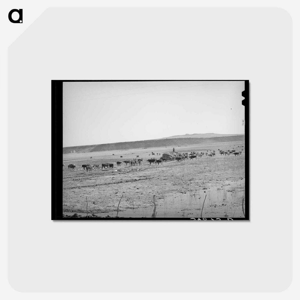 アートポストカード-Rancher Feeding Hay, Little Colorado River Valley
- ラッセル リー Postcard.