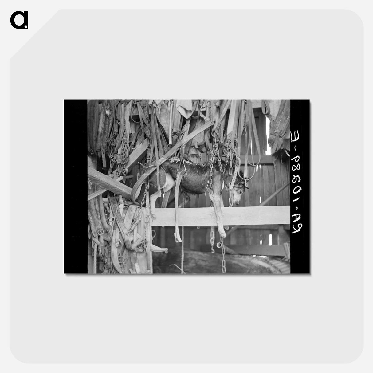 アートポストカード-Police Dog Drowned in Flood, Indiana
- ラッセル リー Postcard.