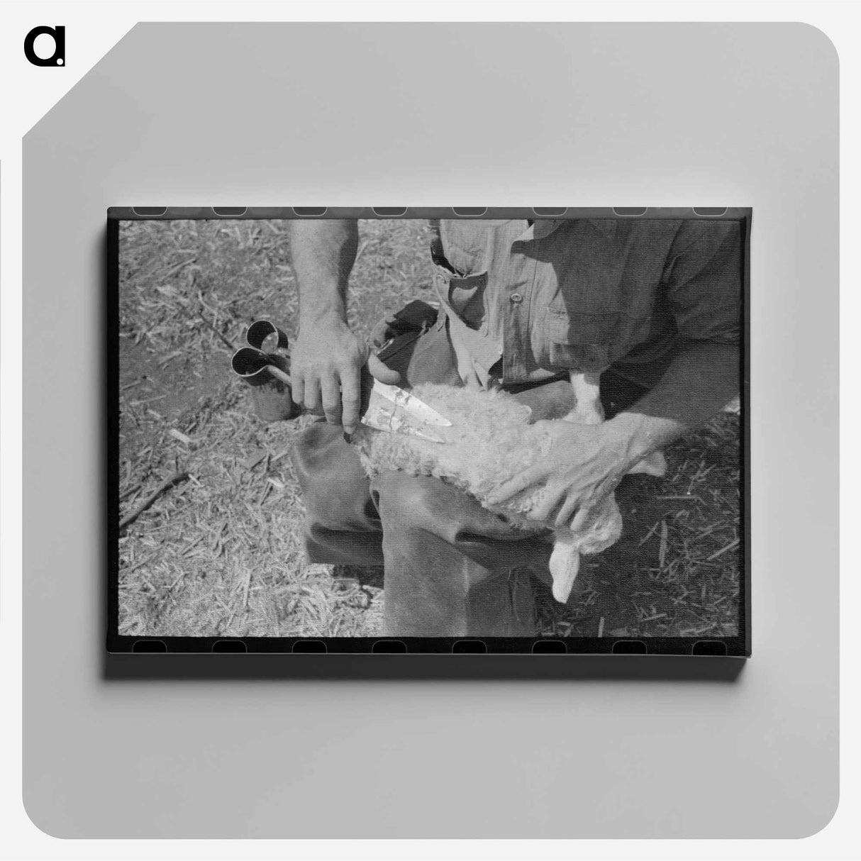 アートパネル-Hand Shearing of Newly-Born Kid, Kimble County, Texas
- ラッセル リー Canvas.