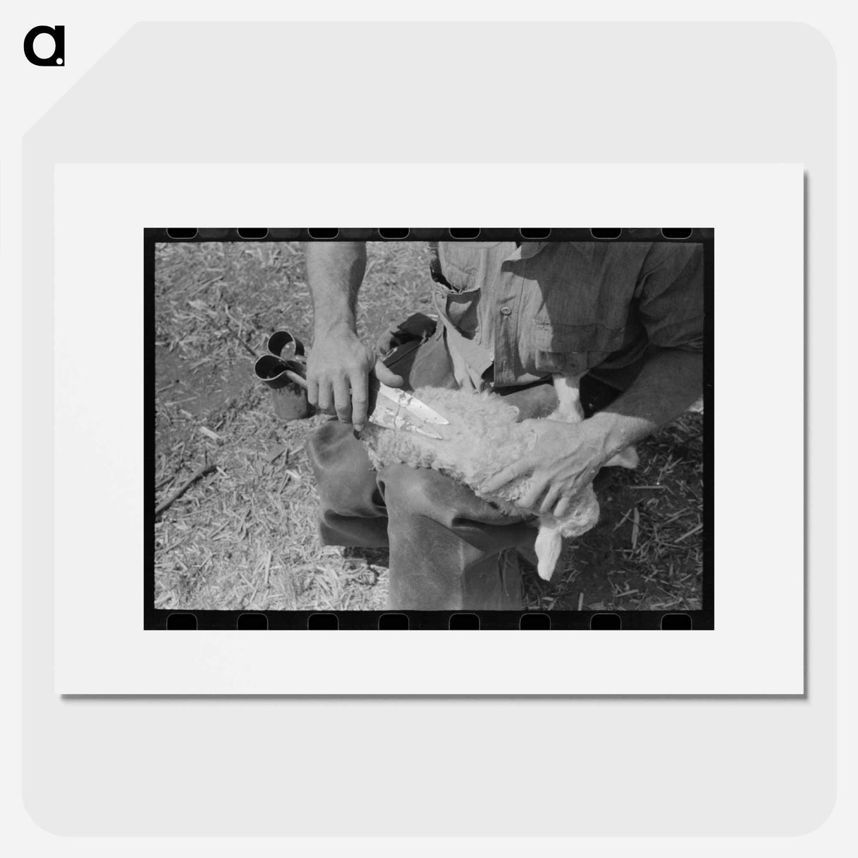 アートポスター-Hand Shearing of Newly-Born Kid, Kimble County, Texas
- ラッセル リー Poster.