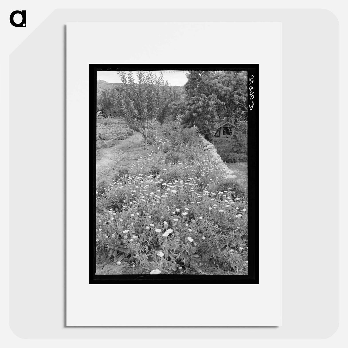 アートポスター-Flower Garden, Dixon, New Mexico
- ラッセル リー Poster.