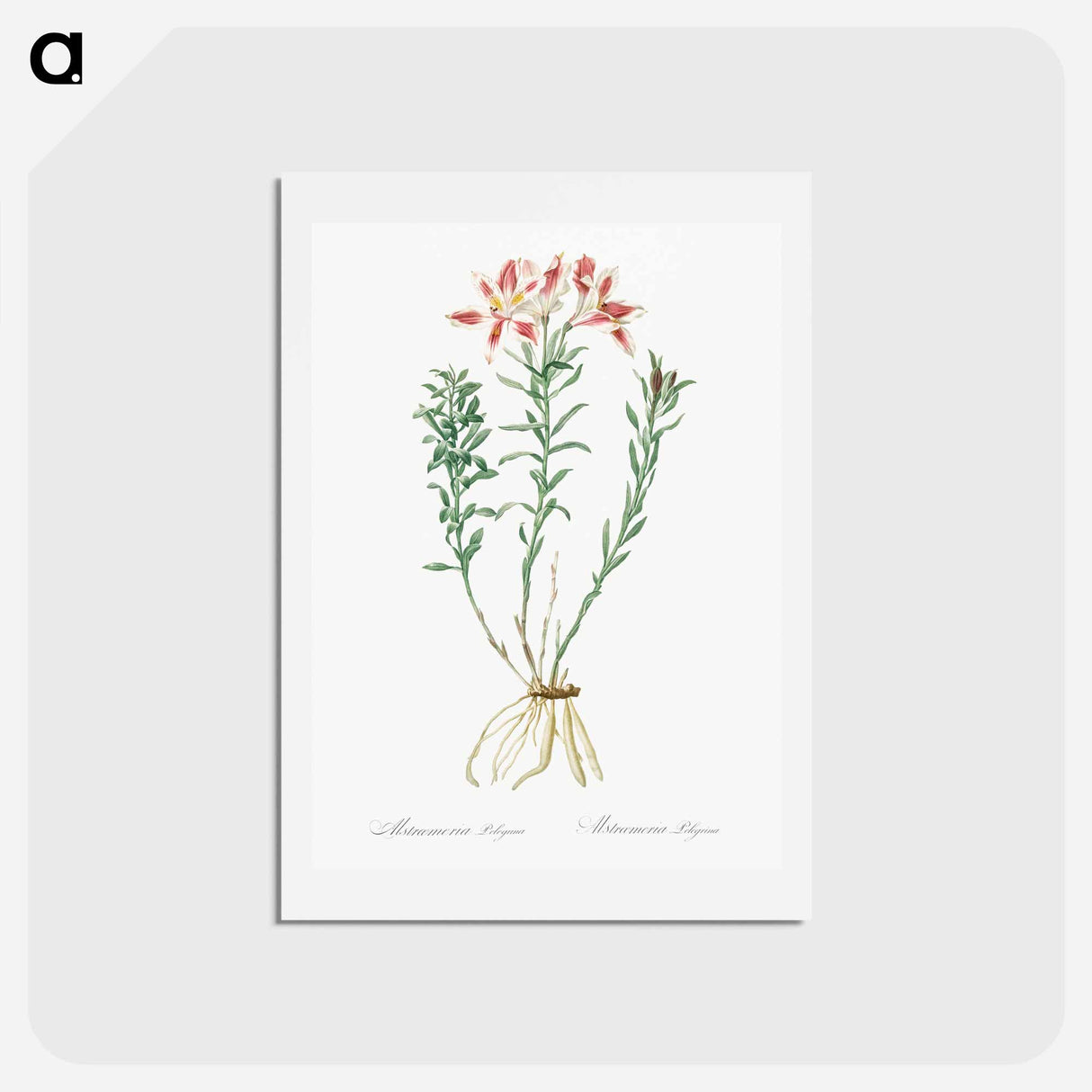 アートポストカード-Lily of the Incas - ピエール ジョゼフ ルドゥーテ Postcard.