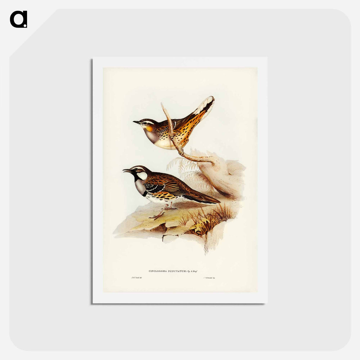 アートポストカード-Spotted Ground Thrush
- ジョン グールド Postcard.