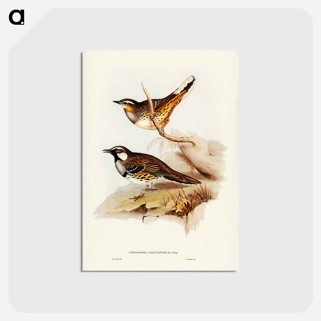 アートポストカード-Spotted Ground Thrush
- ジョン グールド Postcard.