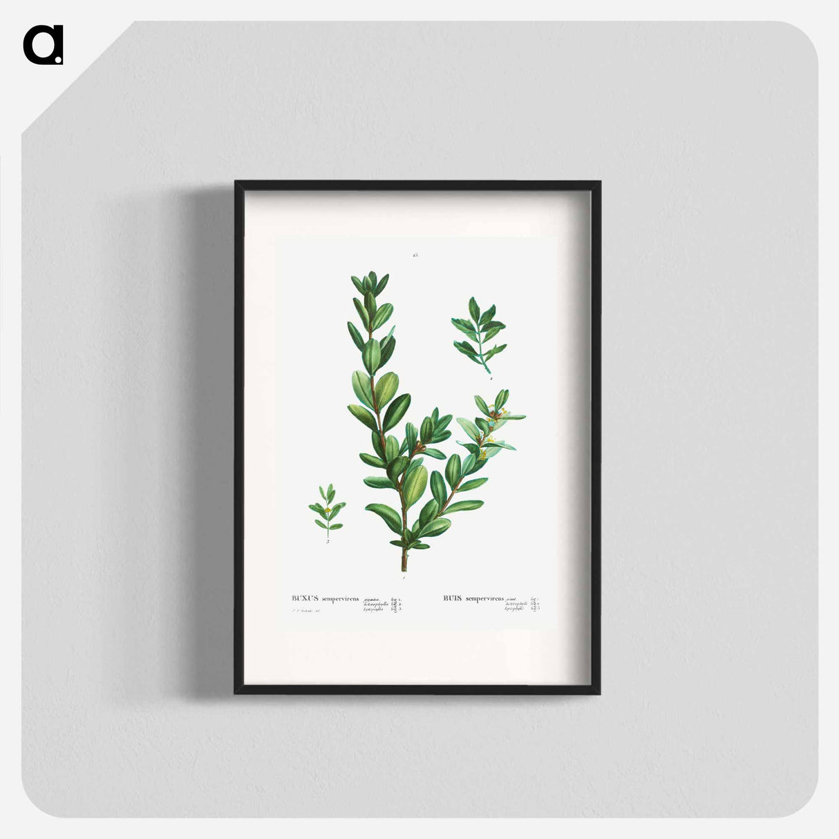 アートポスター-Buxus sempervirens - ピエール ジョゼフ ルドゥーテ Poster.