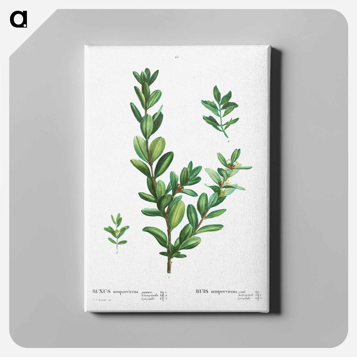 Buxus sempervirens - Pierre-Joseph Redouté Canvas.