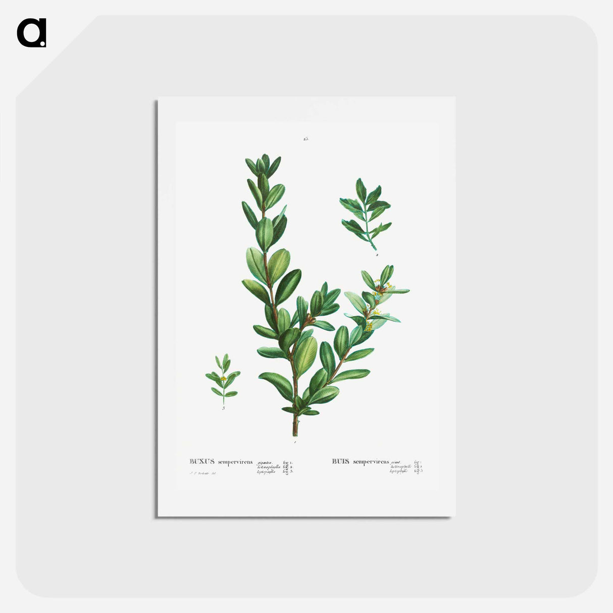 アートポストカード-Buxus sempervirens - ピエール ジョゼフ ルドゥーテ Postcard.