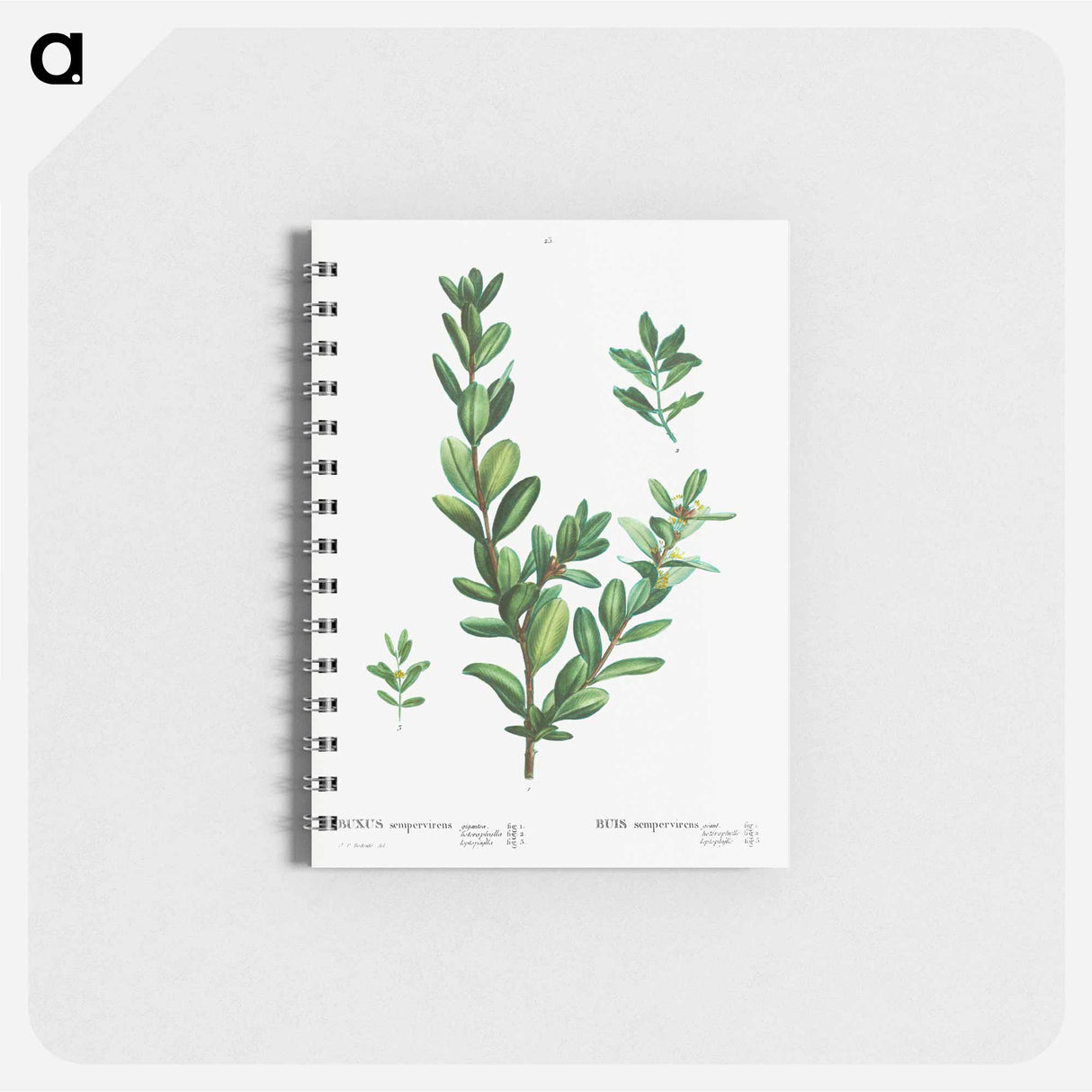 アートメモ帳-Buxus sempervirens - ピエール ジョゼフ ルドゥーテ Memo.