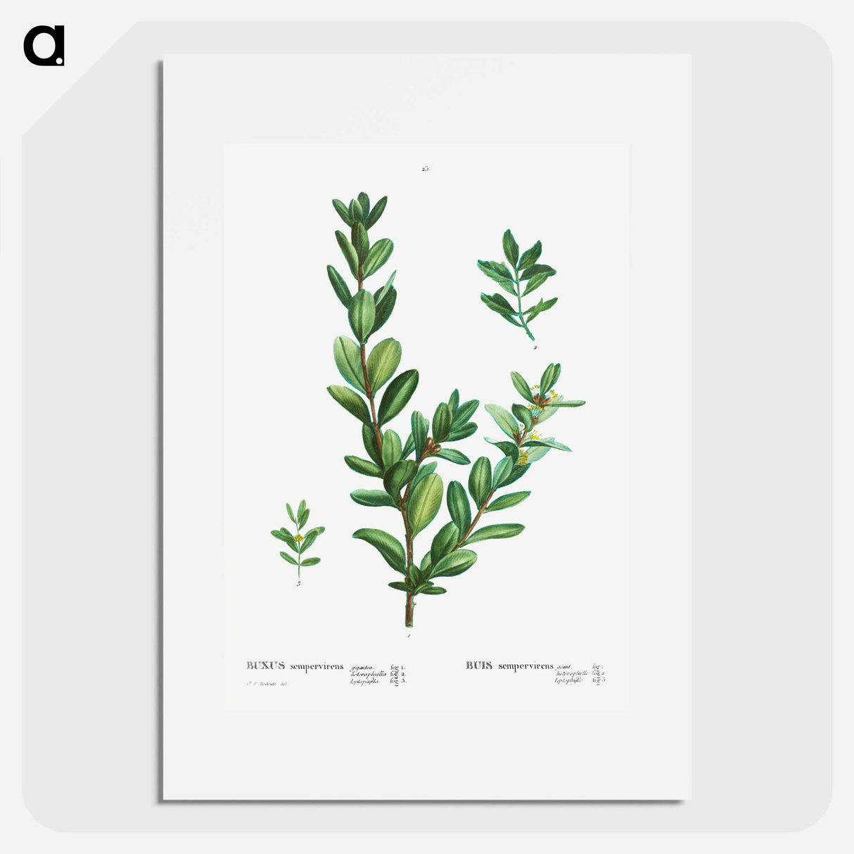 アートポスター-Buxus sempervirens - ピエール ジョゼフ ルドゥーテ Poster.