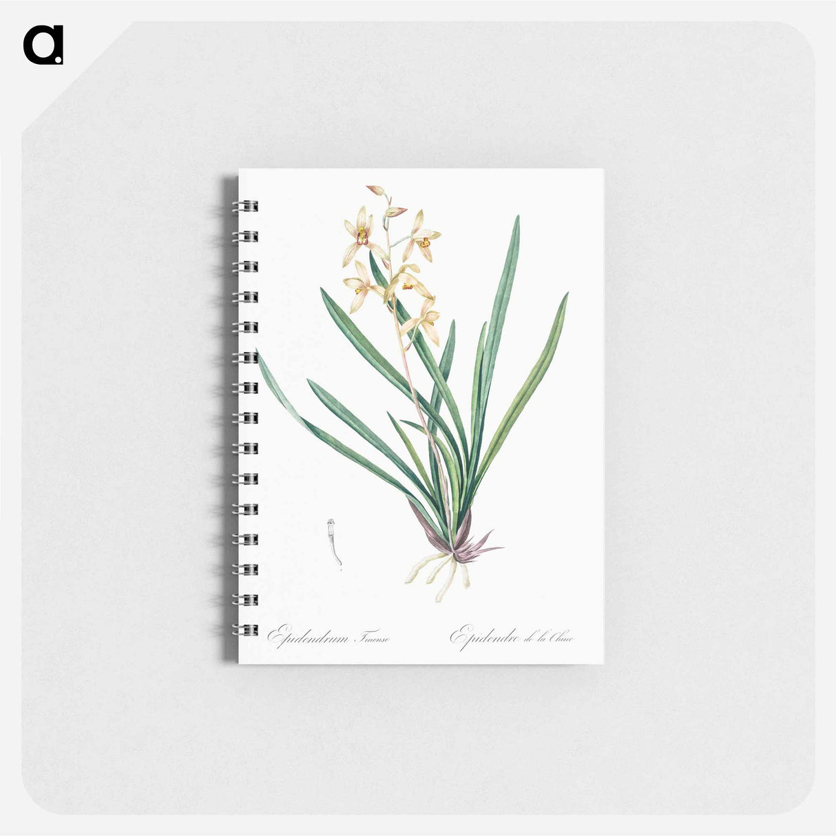 アートメモ帳-Epidendrum sinense illustration - ピエール ジョゼフ ルドゥーテ Memo.