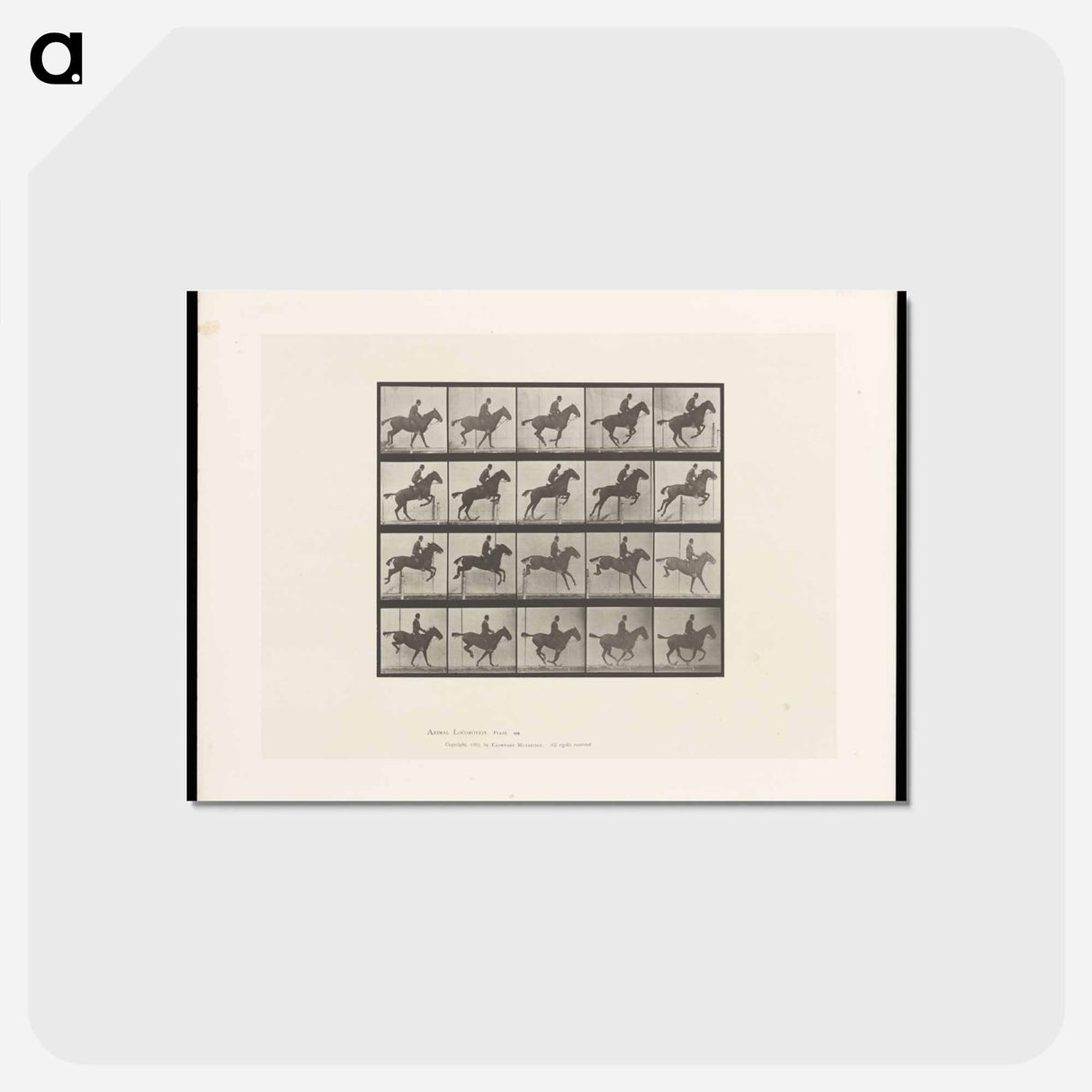 アートポストカード-Jumping Horse
- エドワード マイブリッジ Postcard.