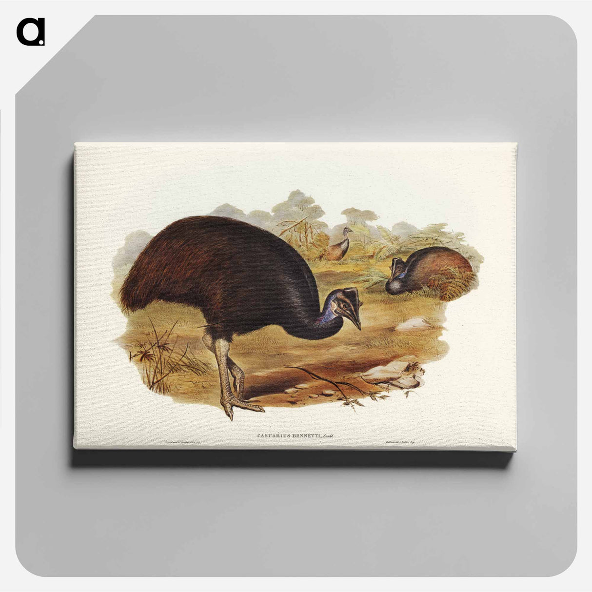 アートパネル-Bennett's Cassowary
- ジョン グールド Canvas.
