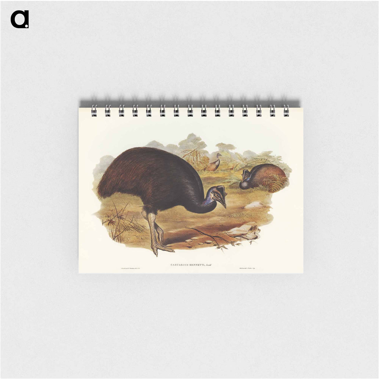 アートメモ帳-Bennett's Cassowary
- ジョン グールド Memo.
