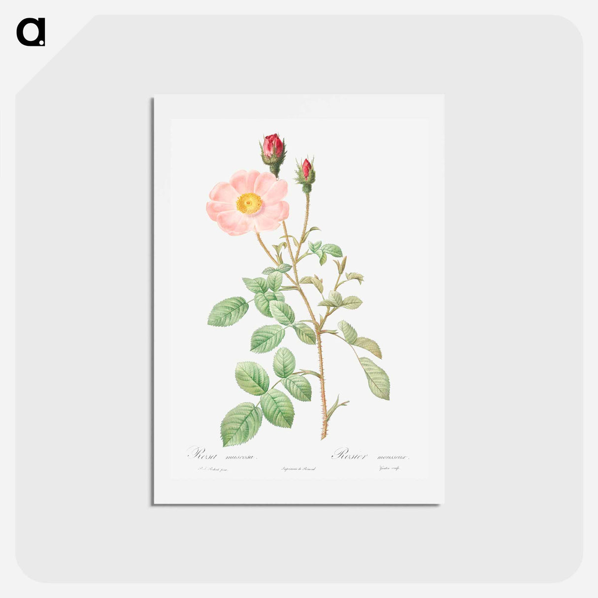 アートポストカード-Musk Rose - ピエール ジョゼフ ルドゥーテ Postcard.