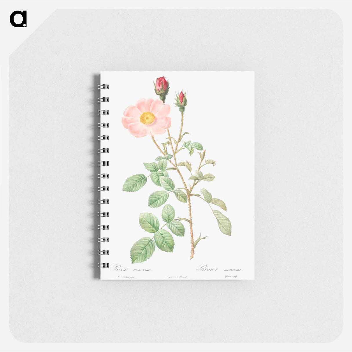 アートメモ帳-Musk Rose - ピエール ジョゼフ ルドゥーテ Memo.