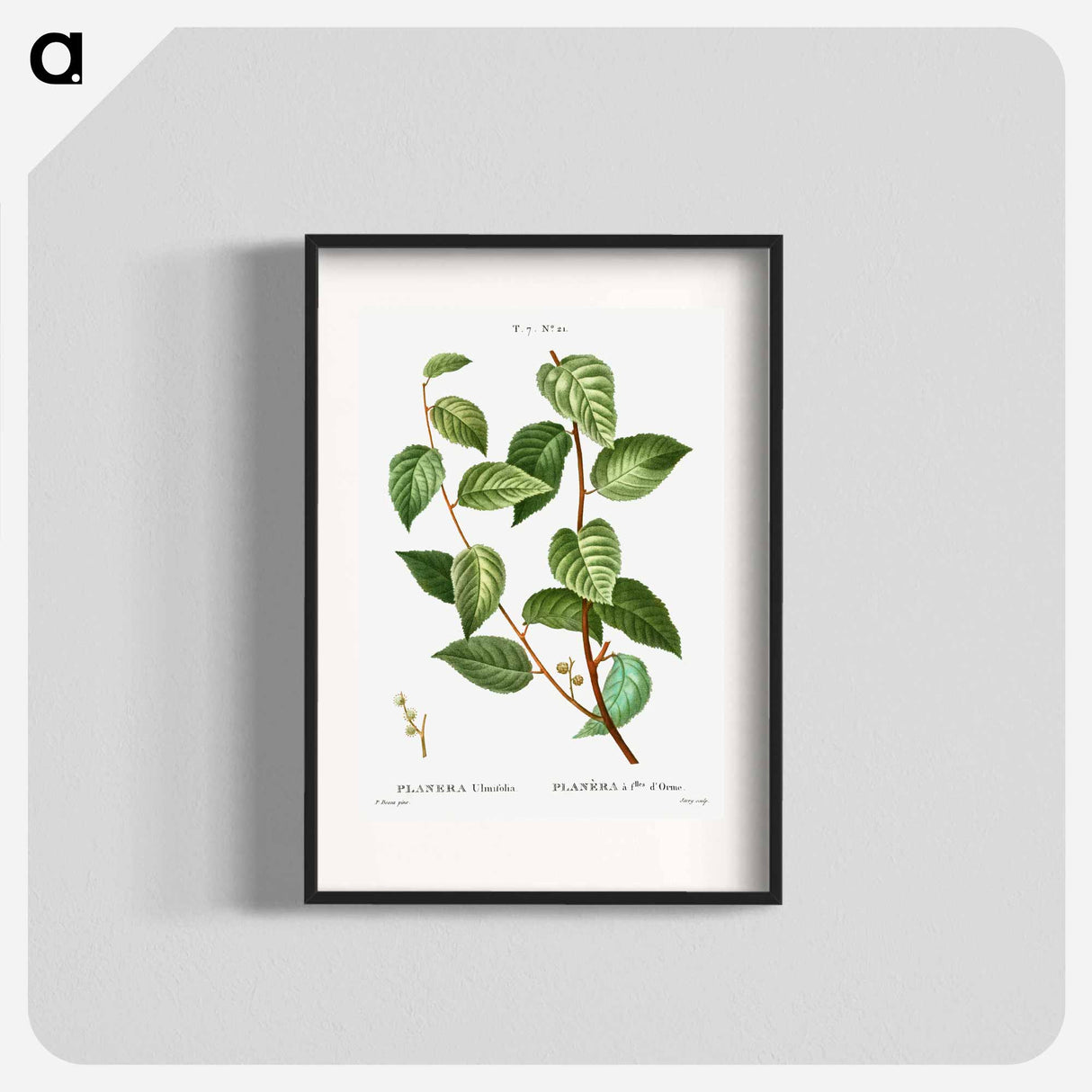 Planer tree - Pierre Joseph Redouté Poster.